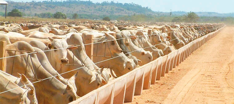 Pecuária - o que você precisa saber sobre o setor em 2021